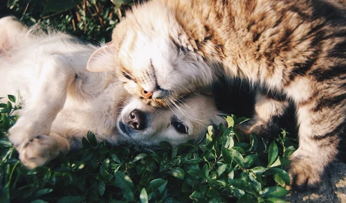 Happy dog with owner in Florida